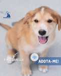 Cachorros porte medio para adocao