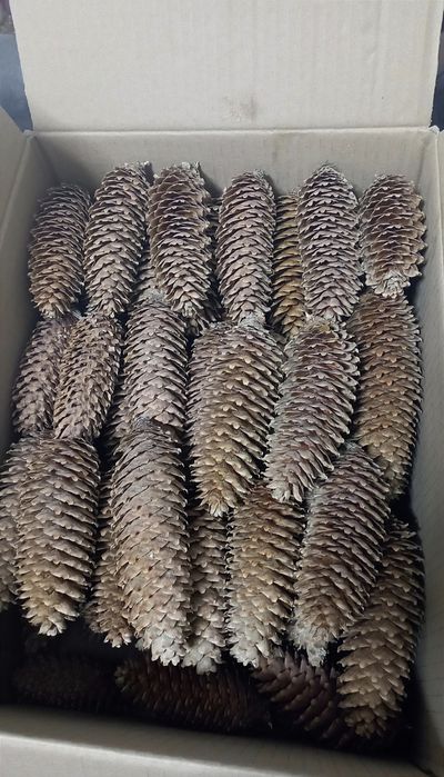 Шишки ялинкові соснові сосни ялинки для творчості декору рукоділля