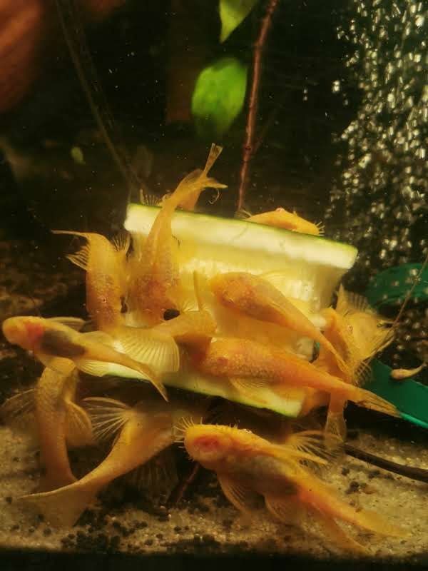 Zbrojnik Ancistrus sp. ALBINO-dorosłe samce oraz młodzież
