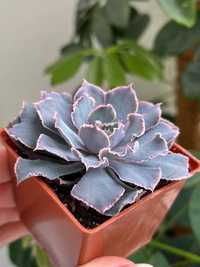 Сукуленти (Echeveria Cupid, Echeveria Orion та інші)