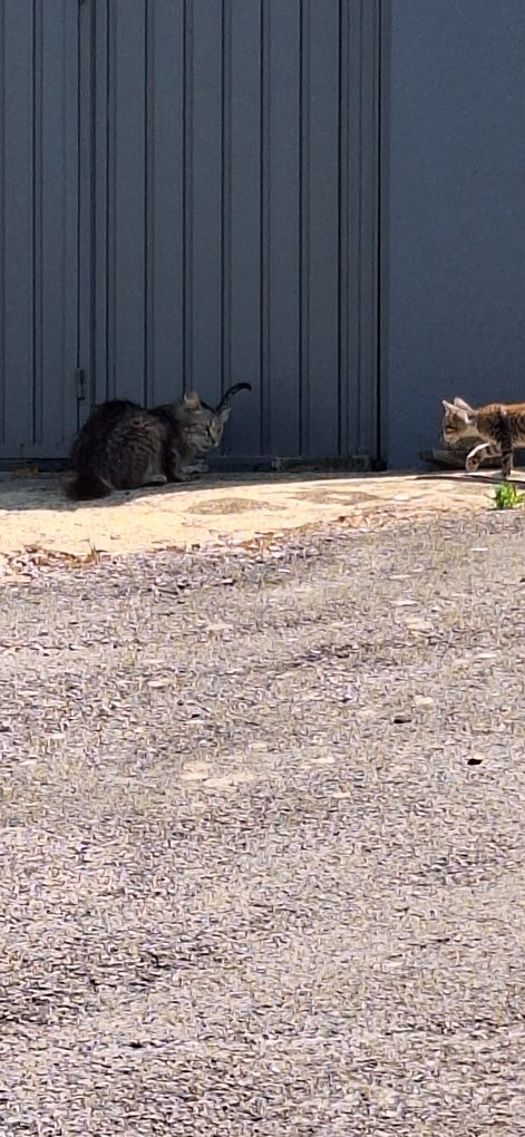 Gatinhos para adoção