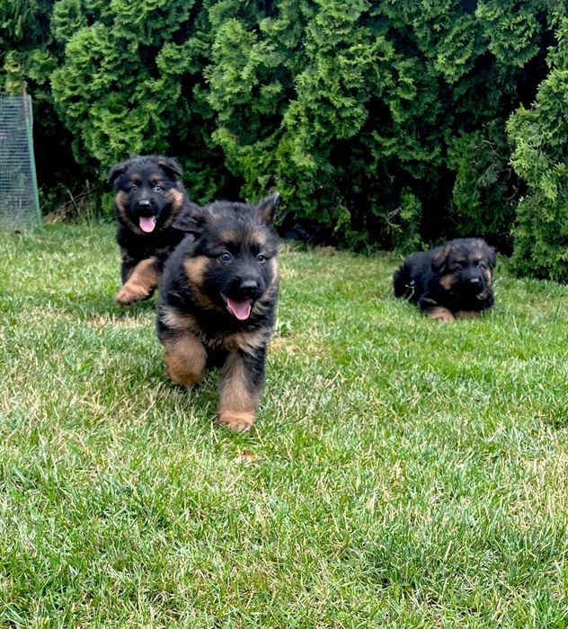 Owczarek Niemiecki Długowłosy. Szczeniak .