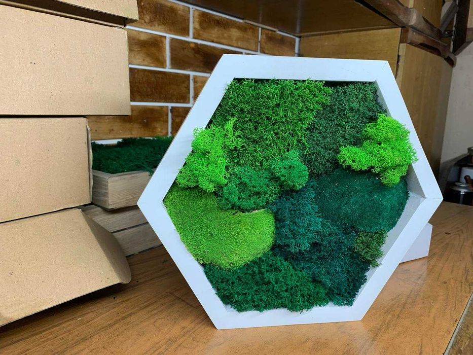 Мох у сотах, соти з мохом,декор з моху, стабілізований мох