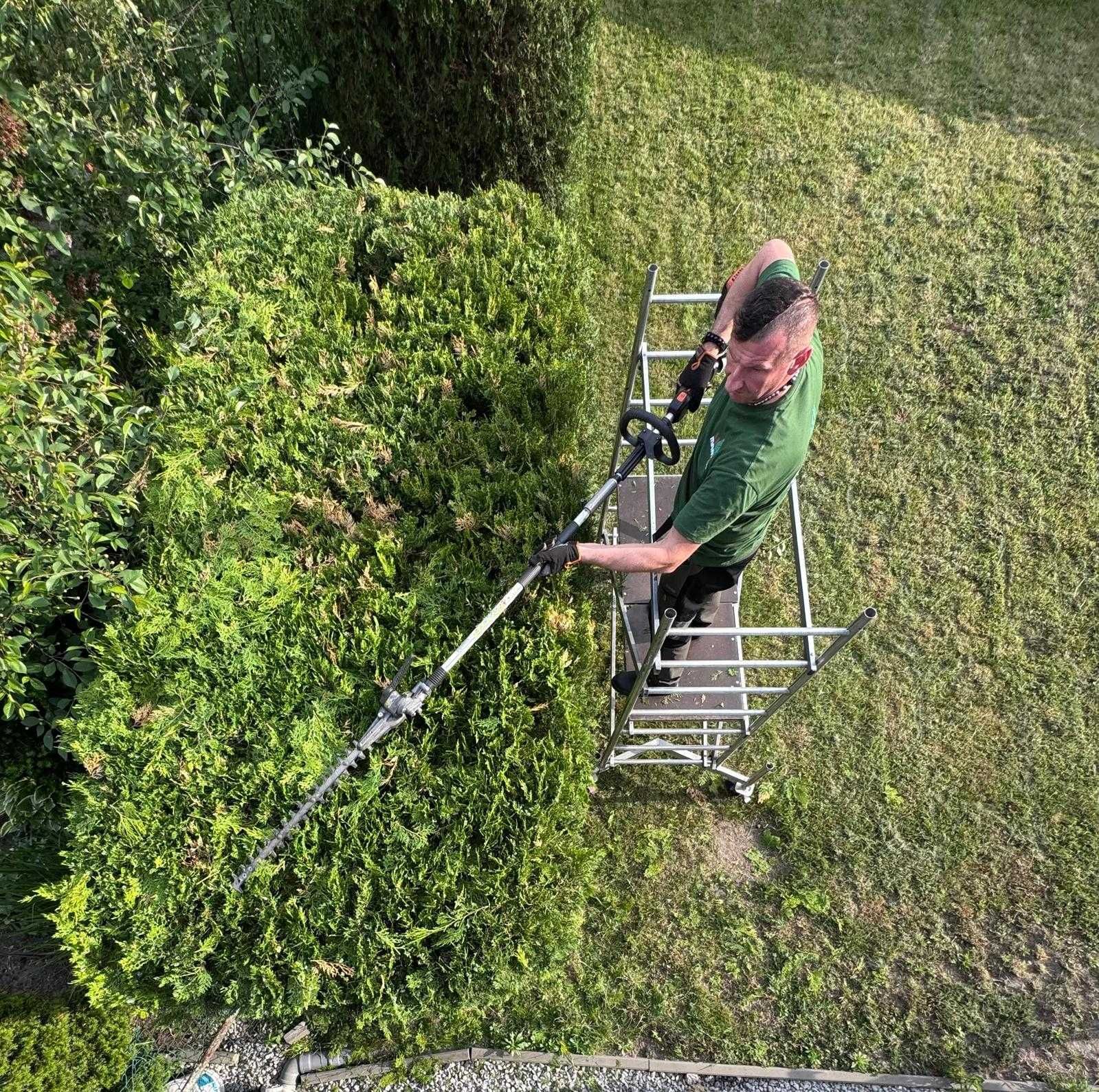 Przycinanie tui i żywopłotów, nasadzanie tui, wywóz masy zielonej