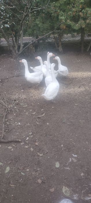 Sprzedam gęsi roczne