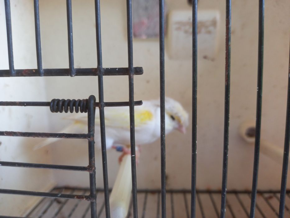 Canaria poupa alemão