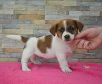 Jack Russell Terrier piesek Ivar po Championie ZKwP FCI