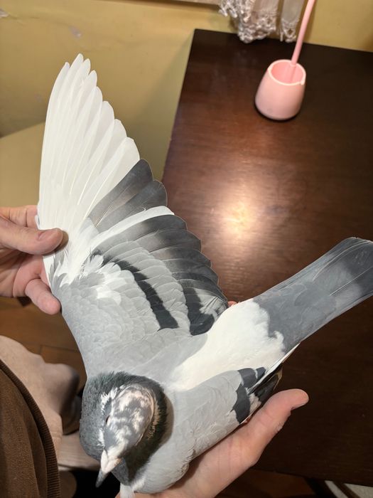 Golebie Samiczka z rozpłodu