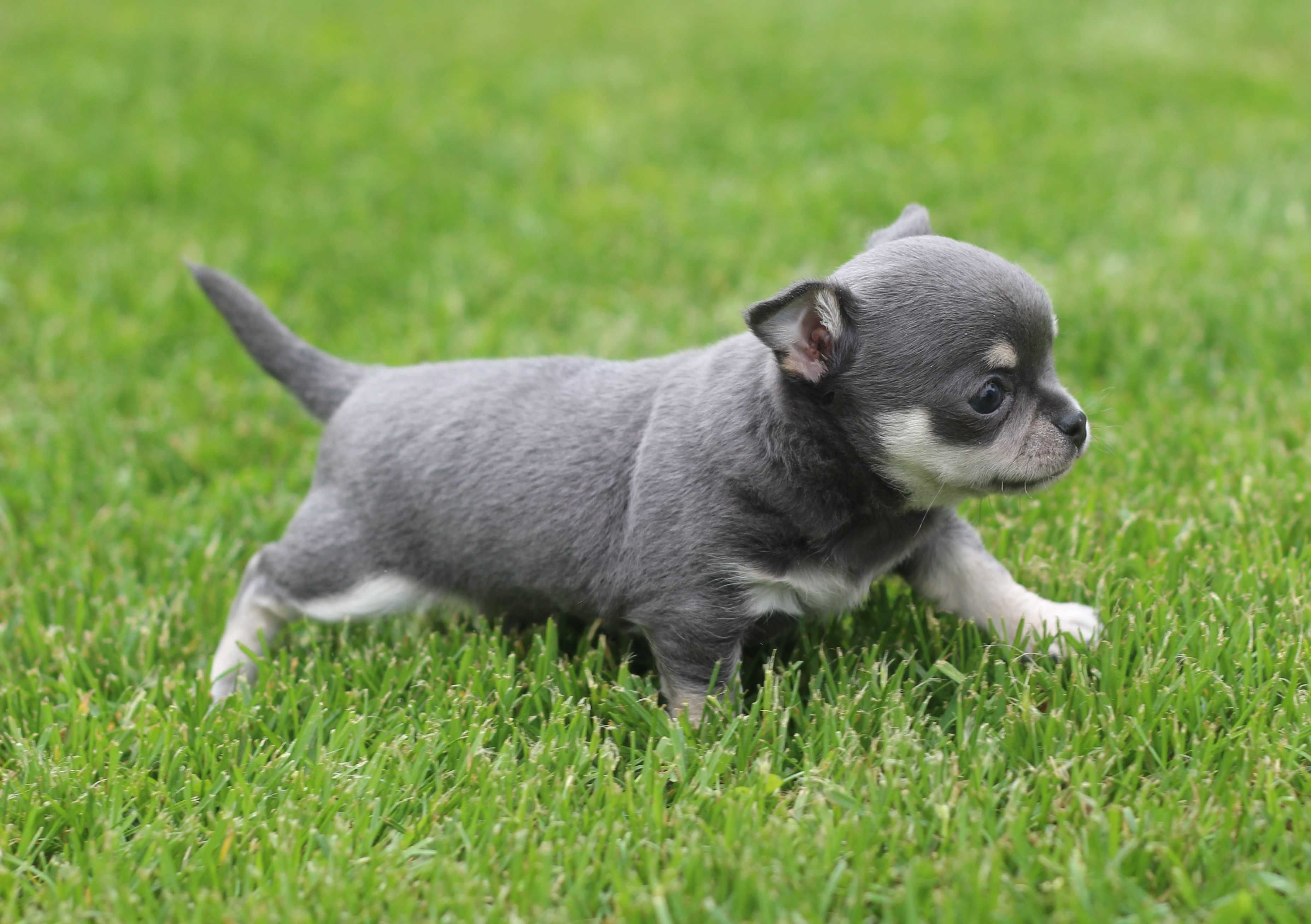 Mikro chihuahua Brutus cudny chłopiec