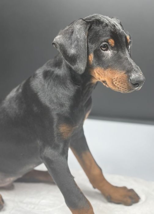 Doberman szczenie.
