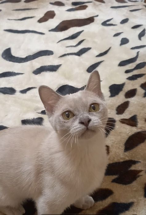 Американська бурма  Кошеня дівчинка Бурманська