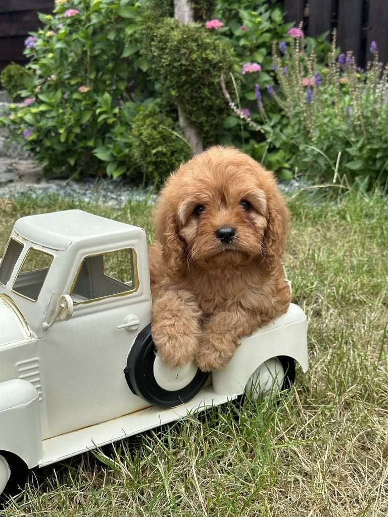 Cudowna dziewczynka Cavapoo