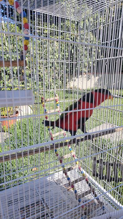 Loris Bailarino para venda