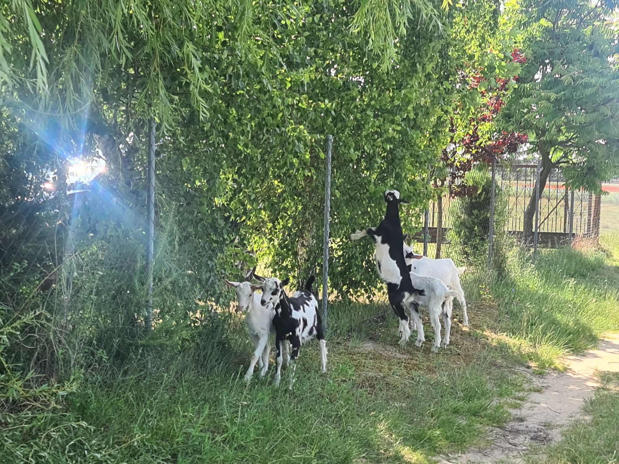 Sprzedam mlode kozy
