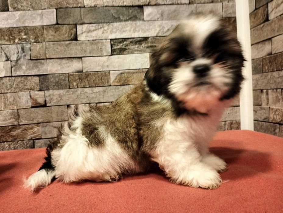 Cudowny piesek shih-tzu miniaturk