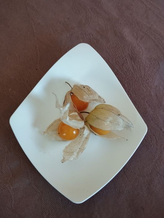 Pratos de degustação gourmet