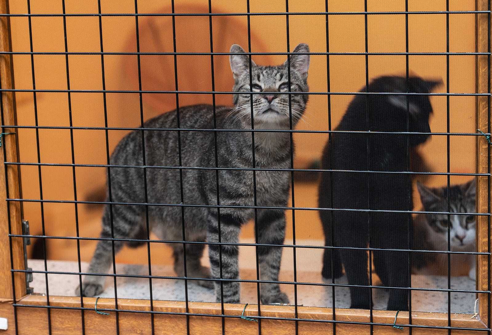 Kot do adopcji - TOBI, 1 rok (kot niewidomy)