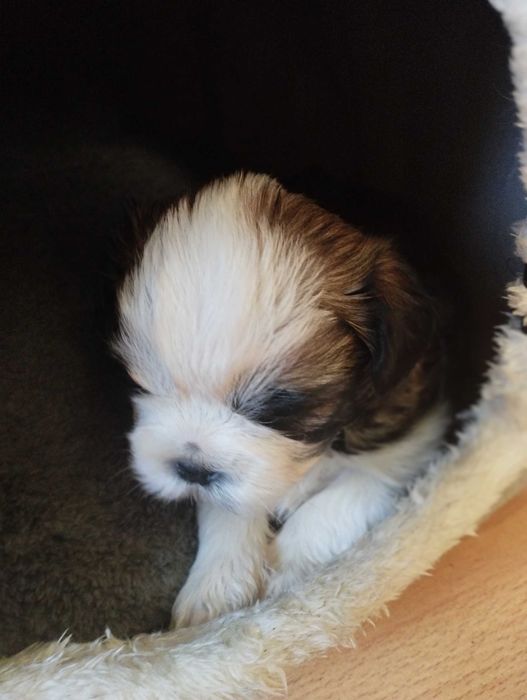Shih Tzu uroczy piesek tricolor z trzypokoleniowym rodowodem