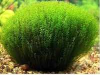 GB IN-VITRO Stringy MECH (Leptodictyum riparium) roślina akwariowa
