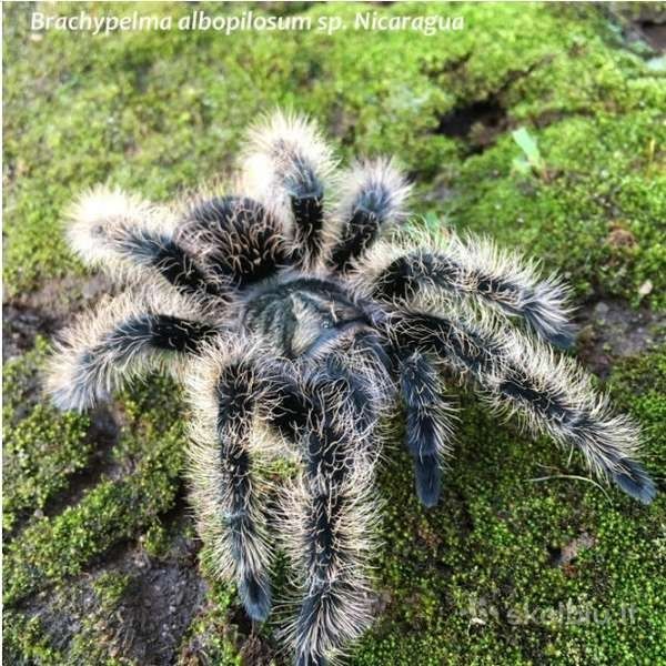 Паук птицеед для новичков Brachypelma Albopilosum "Nicaragua"