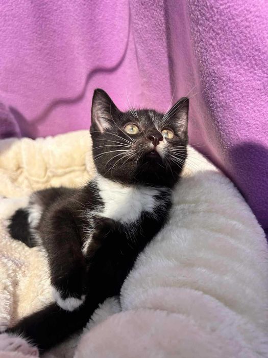 Kotek do adopcji.