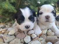 Shih tzu z genem czekoladowym suczka/piesek