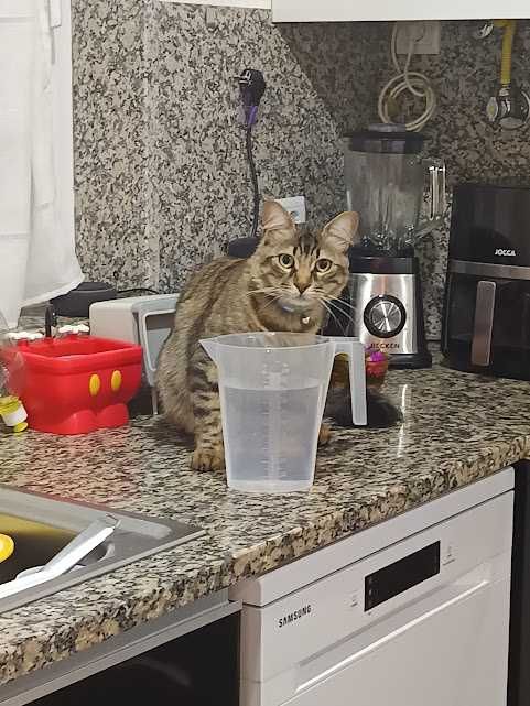 DOÇÃO DE GATO MACHO CASTRADO E VACINADO, DÓCIL.