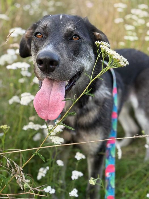 Pokochaj przyjazną Altanę! Przyjazna suczka do adopcji!