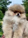 Szpic miniaturowy pomeranian ZKWP/FCI typ miś