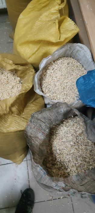 Wióry z drewna sosna