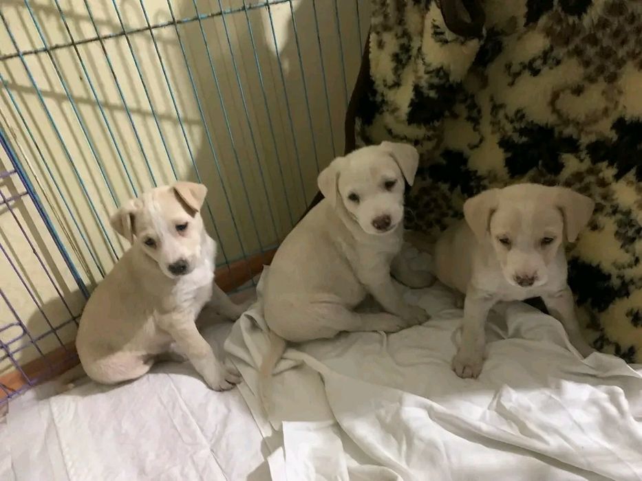 Пристраиваются щенки.