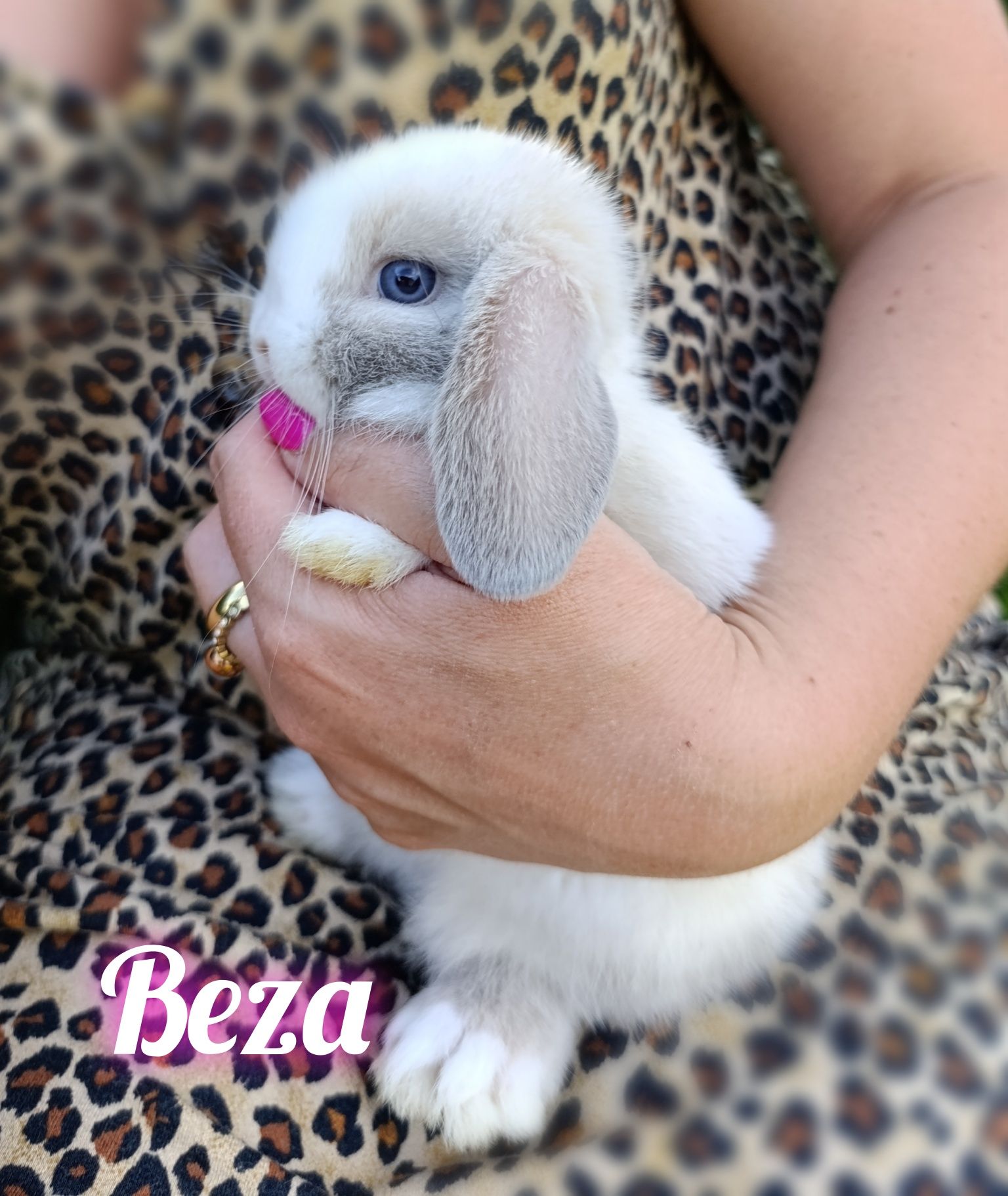 Królik króliczek mini lop hodowla zarejestrowana