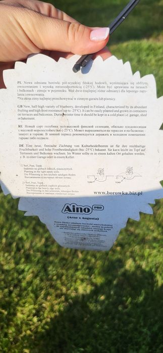 Borówka tarasowa Borówka amerykanska