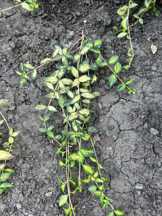 Барвинок вариегатный и атропурпурея