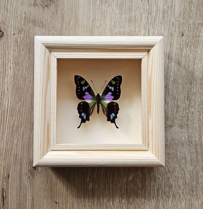 Motyl w ramce Graphium weiskei