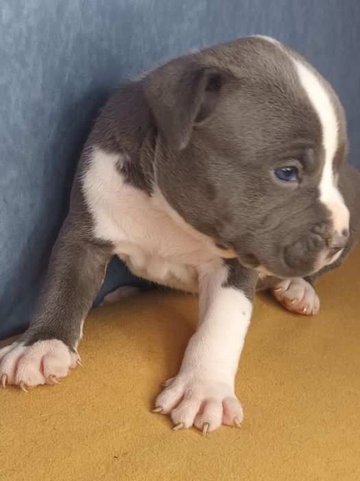Błękitny Szczeniak Amstaff Blue