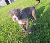 Pitbull Blue Pit Bull