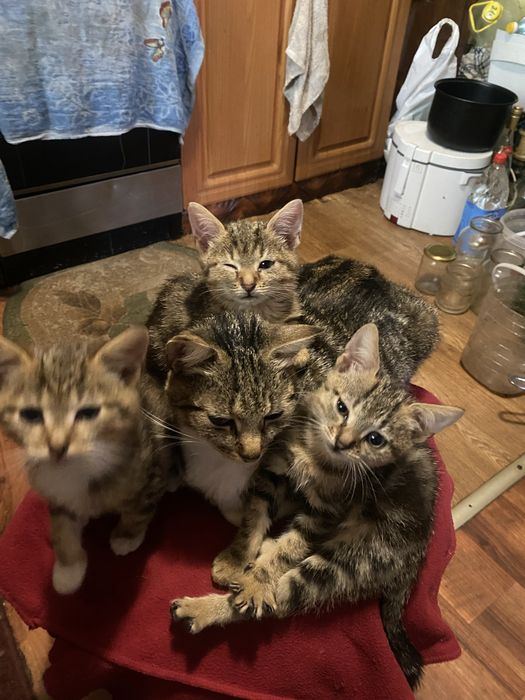 Продам трьох двомісячних породистих котинят