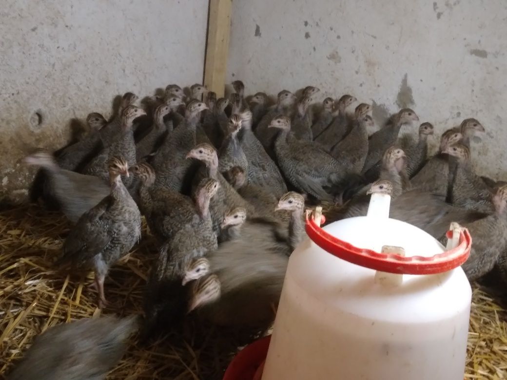 Kaczki pekin dworka staropolskie mulard śnieżne