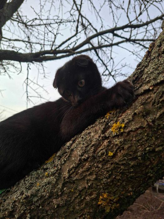 Коти  висловухі, чорні