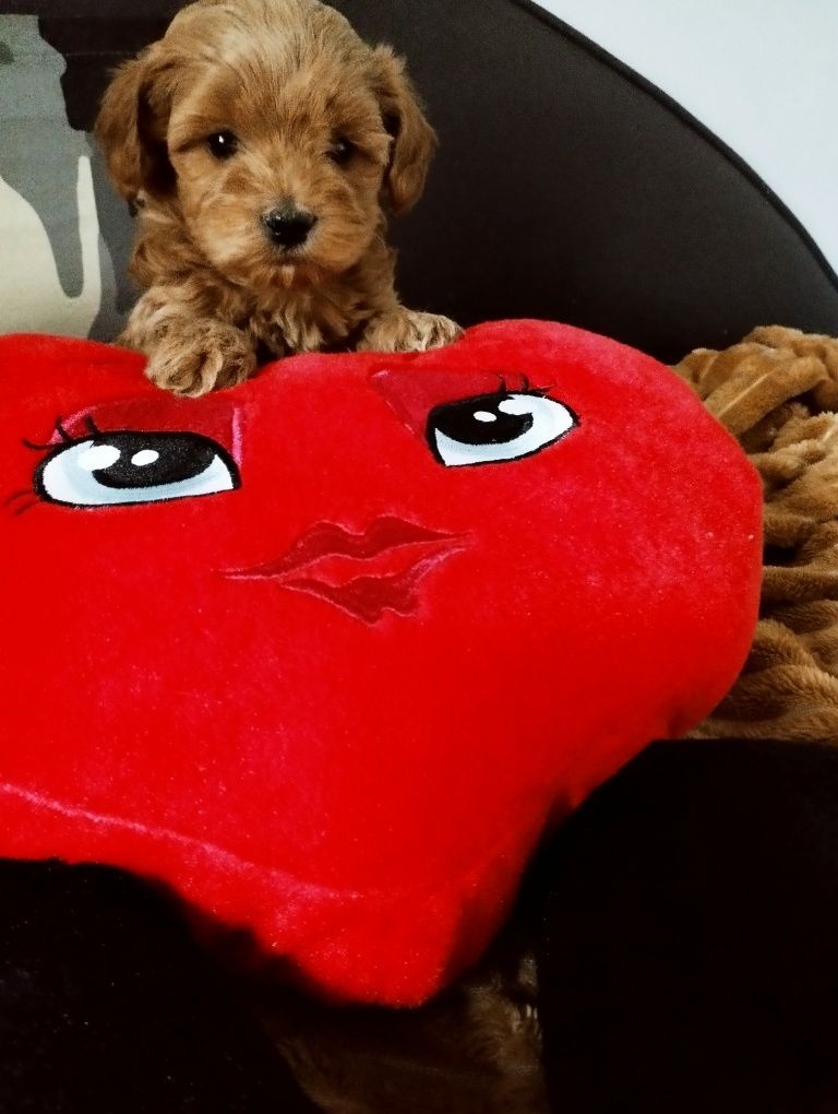 Piękny piesek Maltipoo