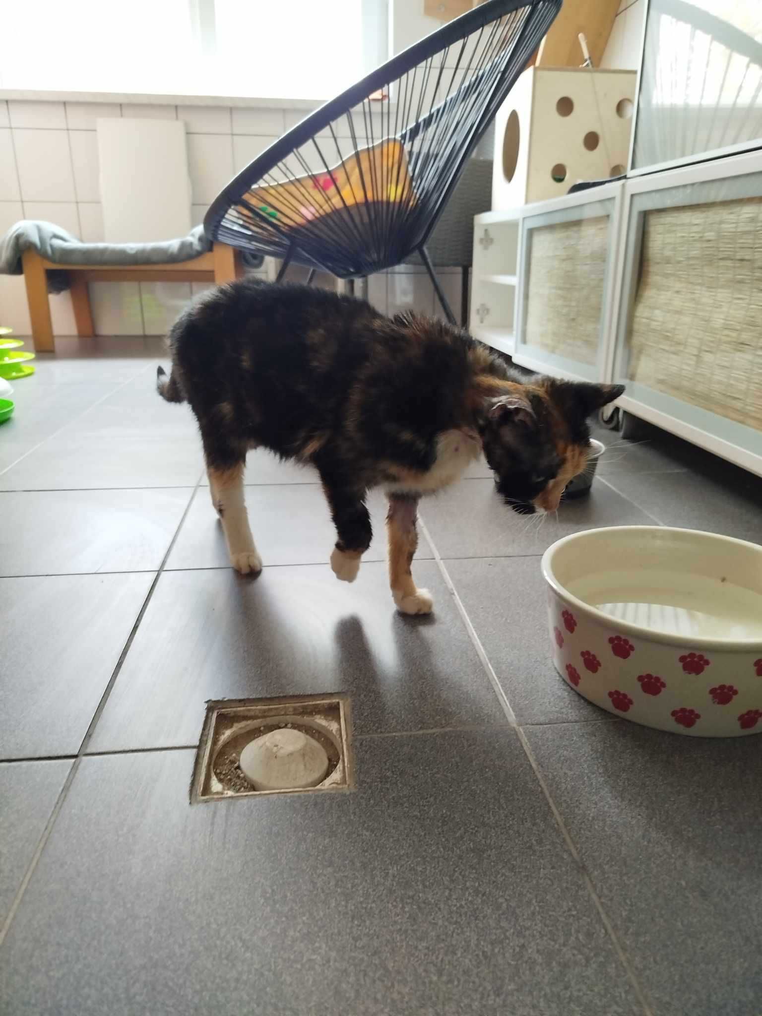 USZATKA kotka szylkretka kot adopcja schronisko