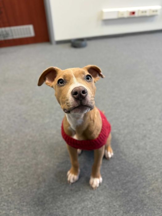 Carmen - suczka w typie rasy pitbull szuka domu tymczasowego!