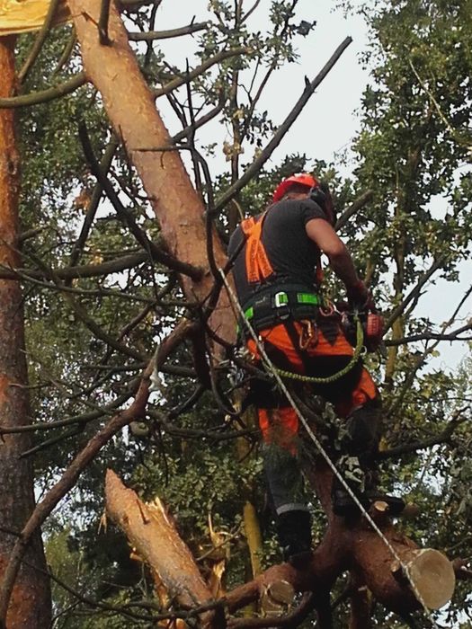 Alpinistyczne cięcie i przycinanie drzew Wodzierady Konstantynów Pabia