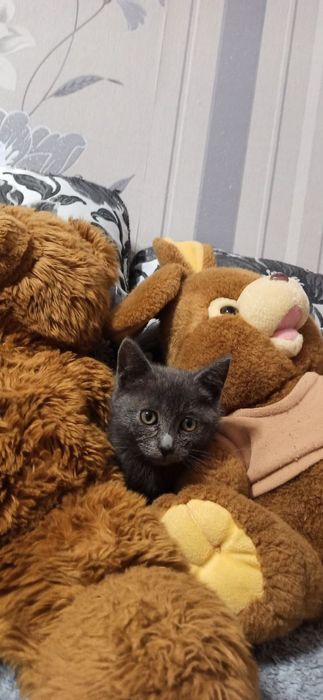 Кошеня-хлопчик, вік 2-2,5 місяці