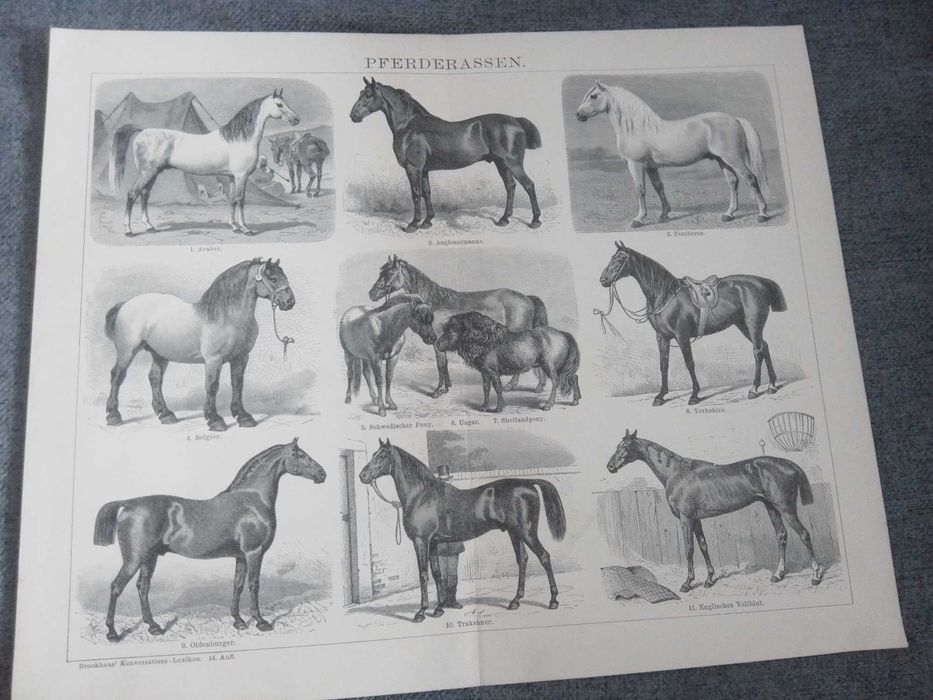 Konie  - Rasy koni  oryginalna XIX w. grafika