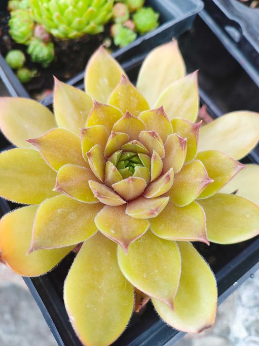 Набір молодил + очиток в подарунок