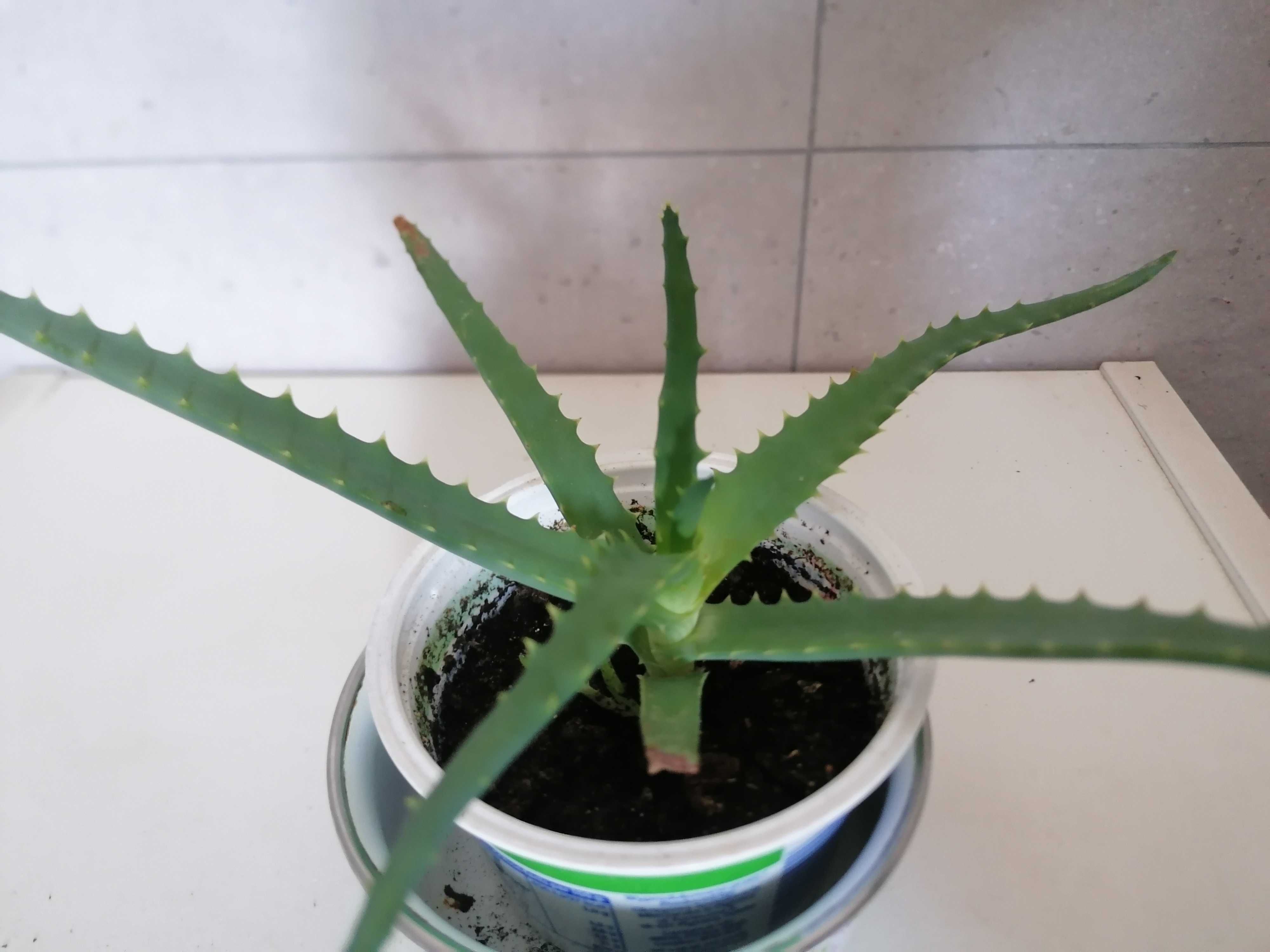 Aloes leczniczy wysokość 12cm.Kwiat doniczkowy.
