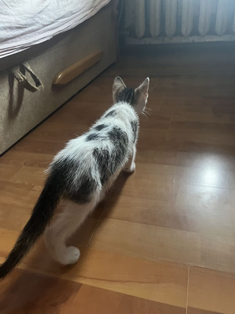 oddam kotki w dobre ręce
