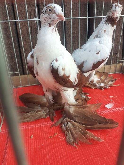 Gołębie ozdobne widyny